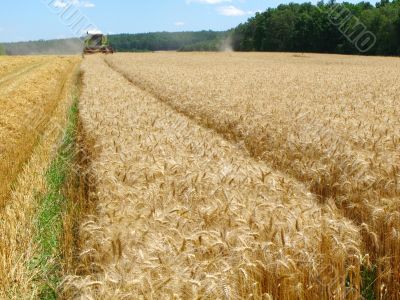 wheat field