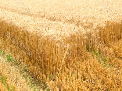 rye field