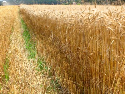 grain field