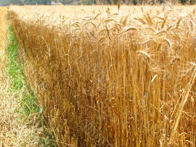 barley field