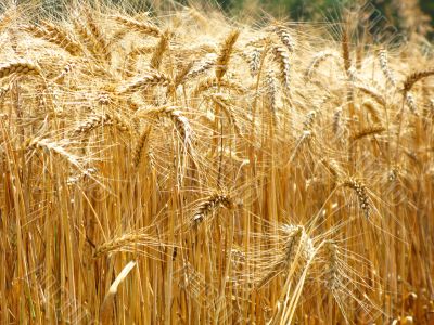 rye