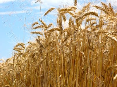 barley