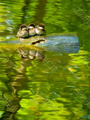 Baby birds
