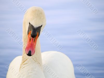 Swan at sunset