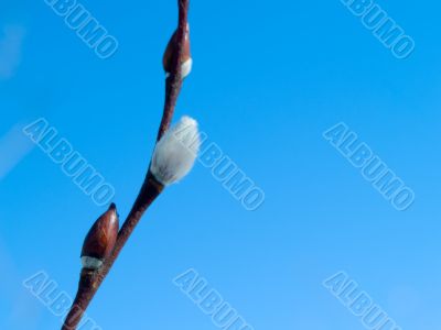 Willow Catkins