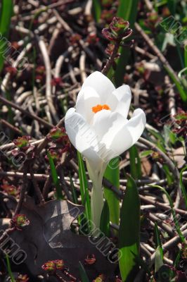 White crocus