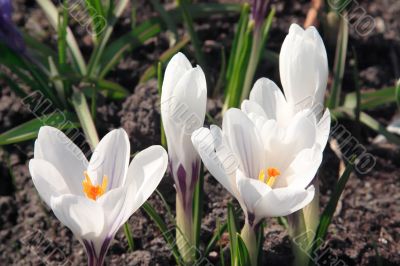 White crocuses