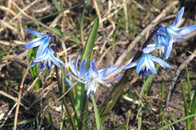 Blue squills blossoming