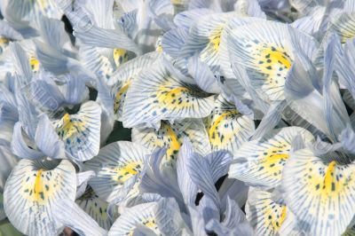 Irises in spring garden