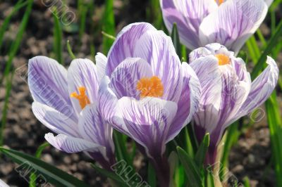White and violet crocuses
