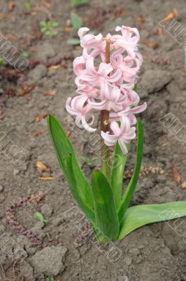 Pale pink hyacinth