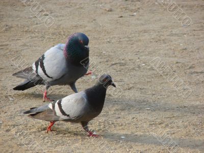 Love and pigeons