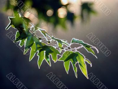 Maple branch