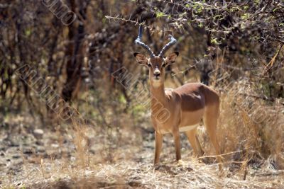 impala antelope
