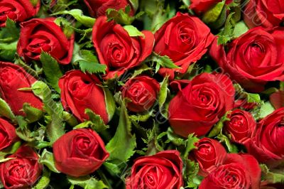 roses