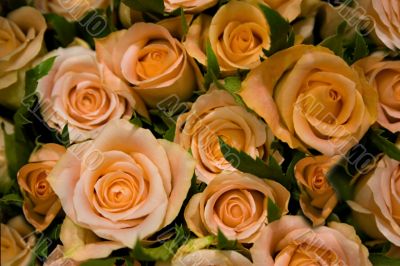 roses