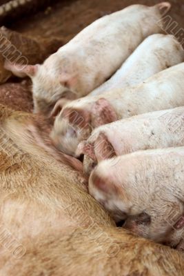 piglets feeding