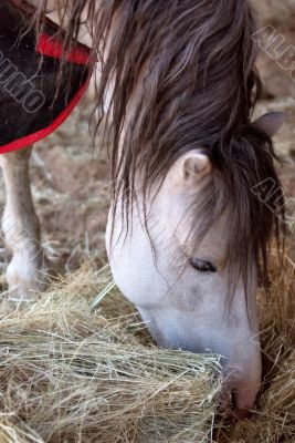 horse