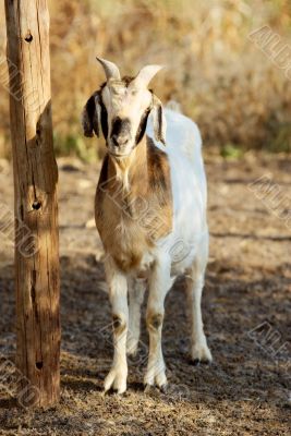boer goat