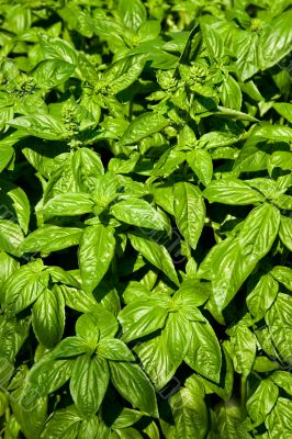 basil fresh plants , spices