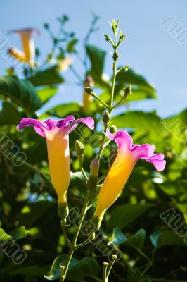 Tropical flower