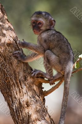 baby velvet monkey