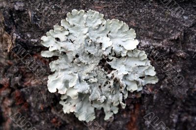Tree Lichen