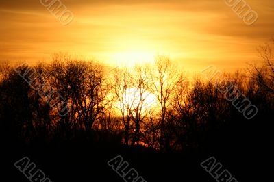 Sunset Behing Trees