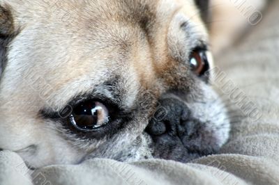 Sad Eyes