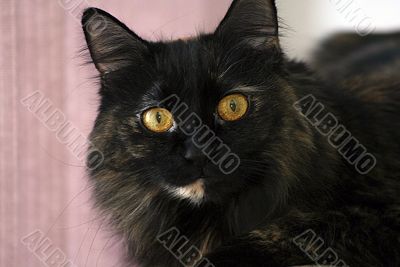 Yellow Eyes