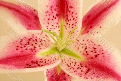 Lily Flower