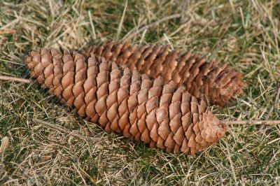 Pinecones
