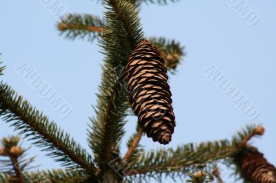 Hanging Pincones