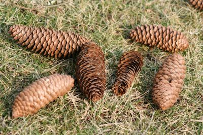 Pinecones
