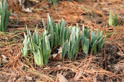 Sprouting Flowers