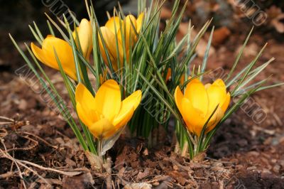 Yellow Flowers