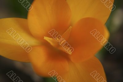 Yellow Flower