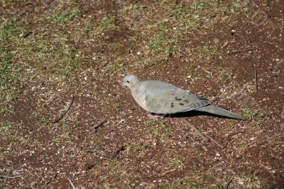 Mourning Dove