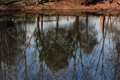 Pond Reflection