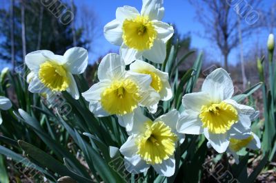 Daffodils