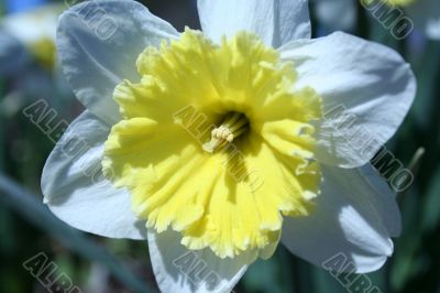 Daffodil