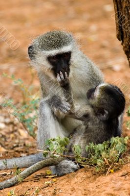 velvet monkey and baby