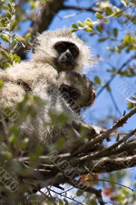 velvet monkey and baby