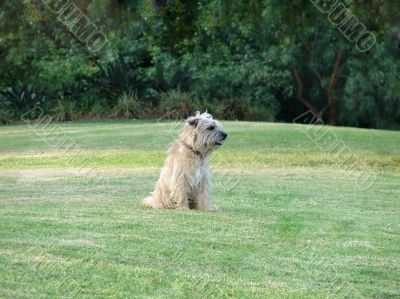 cute dog in the park