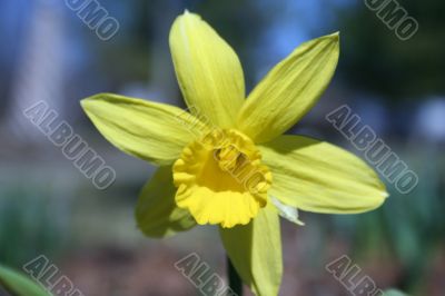 Yellow Daffodil