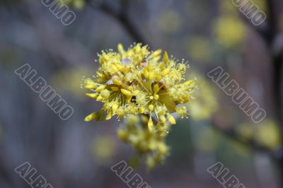 Tree blossom