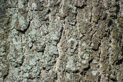Tree Bark