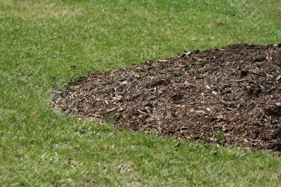 Mulch around a tree