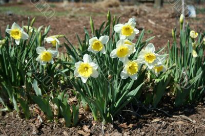 Daffodils