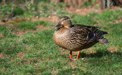 Female Mallard Duck